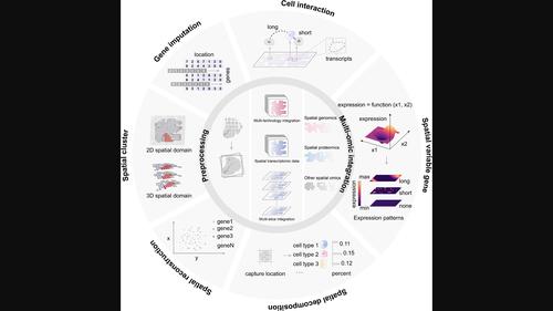 Navigating the landscapes of spatial transcriptomics: How computational methods guide the way.