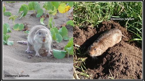 Same scenario, different scripts: Landscape genetics in two codistributed subterranean rodents of the genus Ctenomys