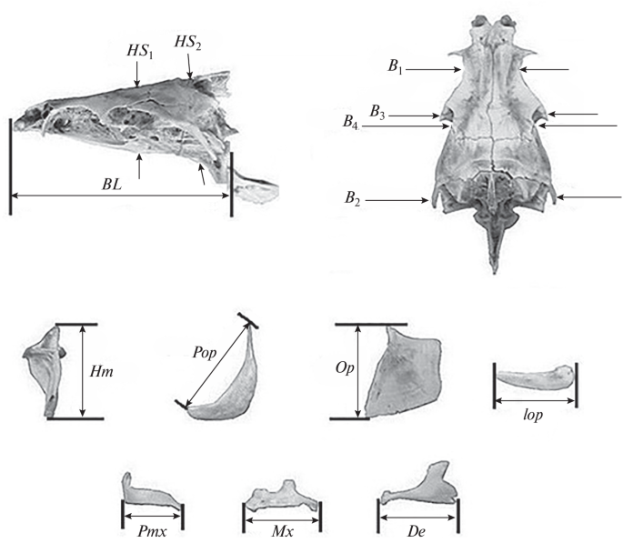 Comparative Analysis of Morphological Diversification in Large African Barbs of the Genus Barbus (Labeobarbus auctorum, Cyprinidae) and Altai Osmans of the Genus Oreoleuciscus (Leuciscidae)