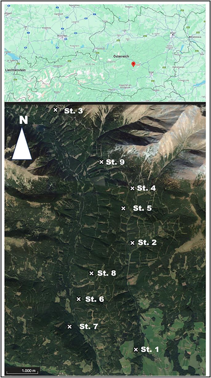 Stand-level sampling designs for bark stripping caused by red deer (Cervus elaphus L.): simulation studies based on nine fully censused stands