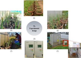 Effect of tropospheric ozone and its protectants on gas exchange parameters, antioxidant enzymes and quality of Garlic (Allium sativum. L).