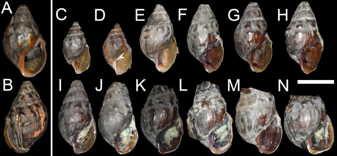 Surveys that prioritize site number over time per site will result in better gastropod status assessments: a case study on the rediscovery of Big Black Rocksnail