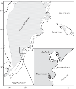 Description of the Smooth Lumpsucker Aptocyclus ventricosus (Cyclopteridae) Larvae from Bays of the South-Eastern Coast of Kamchatka Peninsula