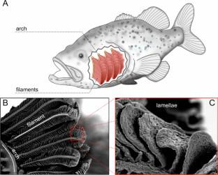 The origins of gas exchange and ion regulation in fish gills: evidence from structure and function.