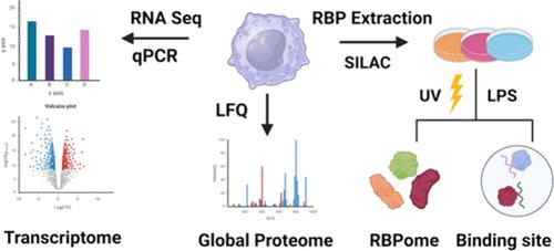 Lipopolysaccharide Regulates the Macrophage RNA-Binding Proteome.