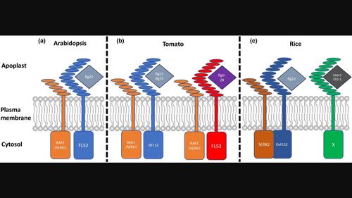 Natural variation in the pattern-triggered immunity response in plants: Investigations, implications and applications.