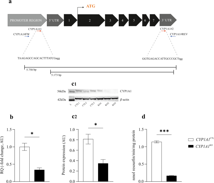 Establishment and characterization of cytochrome P450 1A1 CRISPR/Cas9 Knockout Bovine Foetal Hepatocyte Cell Line (BFH12).