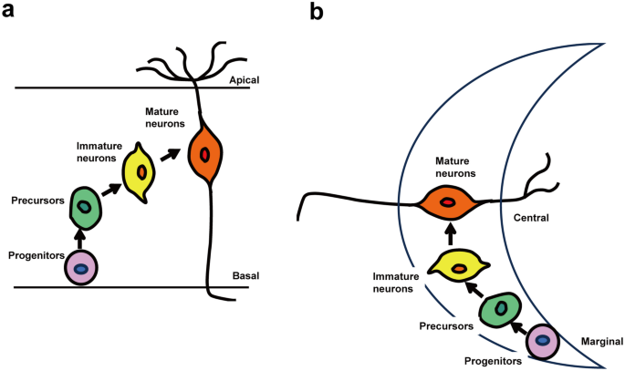 Correction to: Nescient helix-loop-helix 1 (Nhlh1) is a novel activating transcription factor 5 (ATF5) target gene in olfactory and vomeronasal sensory neurons in mice.