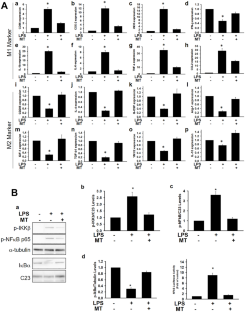 Melatonin Enhanced Microglia M2 Polarization in Rat Model of Neuro-inflammation Via Regulating ER Stress/PPARδ/SIRT1 Signaling Axis.