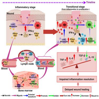 Spatiotemporal orchestration of macrophage activation trajectories by Vγ4 T cells during skin wound healing