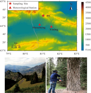 Climate warming is significantly influenced by rising summer maximum temperatures: insights from tree-ring evidence of the Western Tianshan Mountains, China