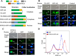 A recombinant fungal photolyase autonomously enters human cell nuclei to fix UV-induced DNA lesions.