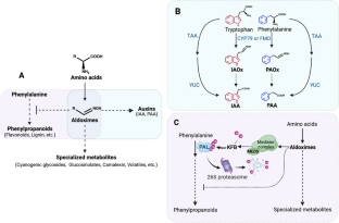 Aldoximes: compounds at the crossroads of multiple metabolic pathways in plant