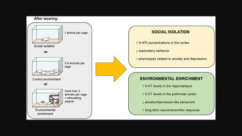 Social isolation and post-weaning environmental enrichment effects on rat emotional behavior and serotonergic system