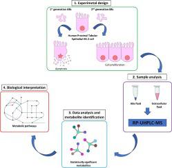 Uhplc-MS-Based untargeted metabolomic strategy to reveal the metabolic differences between cisplatin first- and Second-Generation apoptotic bodies from HK-2 cells