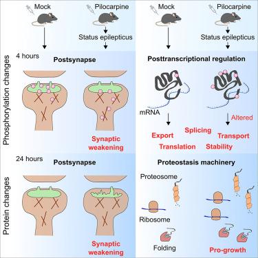 Multiomic analysis of early epileptogenesis in mice reveals phosphorylation and dephosphorylation directed growth and synaptic weakening