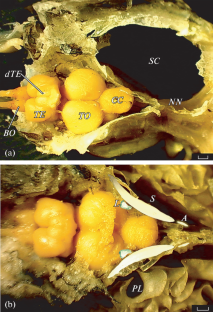 Inner Ear and Otolith Morphology of Climbing Perch Anabas testudineus (Anabantidae)