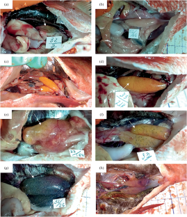 Gonad Maturity Stages of the Pacific Ocean Perch Sebastes alutus (Sebastidae)