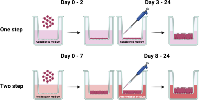 Oxygen levels affect oviduct epithelium functions in air-liquid interface culture.