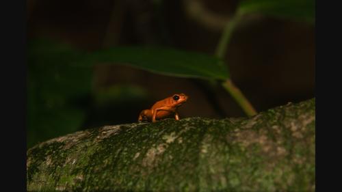 Do sexes differ in consistent individual differences and behavioural syndrome in an aposematic poison frog?