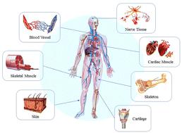 Janus hydrogels: merging boundaries in tissue engineering for enhanced biomaterials and regenerative therapies