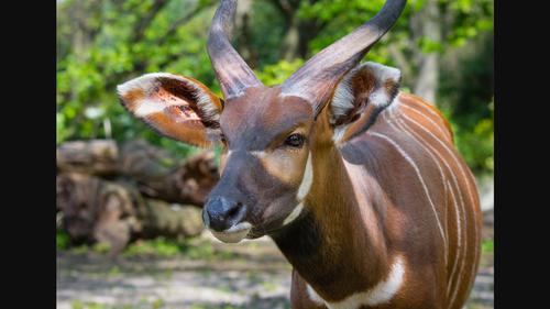 Mammal coloration as a social signal