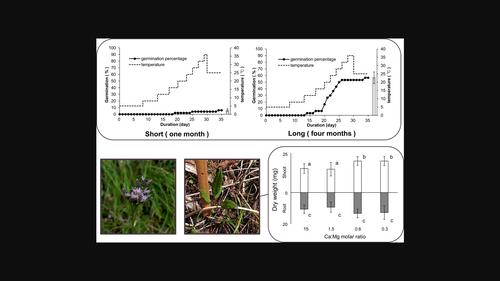 Factors controlling germination and seedling growth of an endangered Saussurea species (Asteraceae) endemic to serpentine areas in Japan