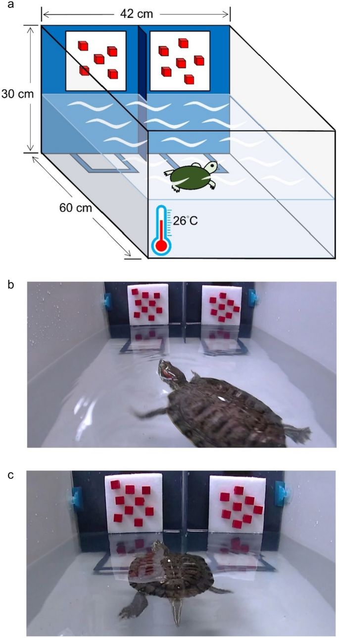 Trained quantity discrimination in the invasive red-eared slider and a comparison with the native stripe-necked turtle