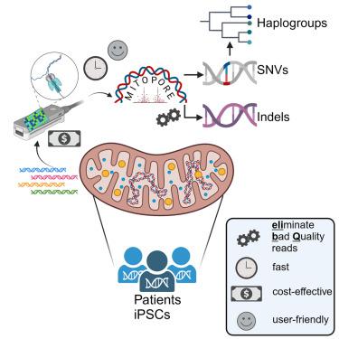 mtDNA Analysis using Mitopore