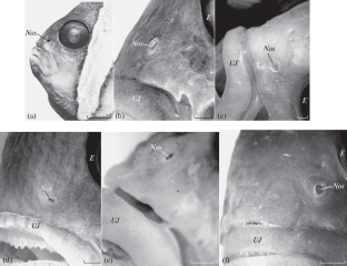 Olfactory Organ of Anemonefishes of the Genus Amphiprion (Amphiprioninae, Pomacentridae)