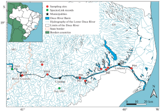 The Dispersal of the White Piranha, Serrasalmus brandtii (Serrasalmidae), a Non-Native Predator in the Doce River Basin, Southeastern Brazil