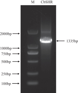 Identification and functional analysis of a CbSHR homolog in controlling adventitious root development in Catalpa bungei