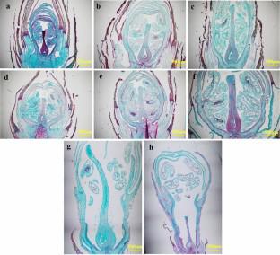 Physiological characteristics of pistil abortion in Prunus sibirica