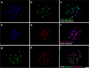 Genome constitution and evolution of Elymus atratus (Poaceae: Triticeae) inferred from cytogenetic and phylogenetic analysis.