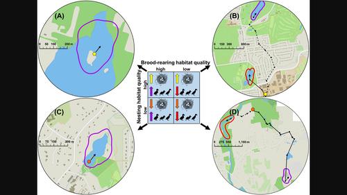 Mallard brood movements and survival in an urbanized landscape