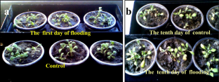 Micromorphology and silicon of the leaf epidermis in the psammophyte Alyssum desertorum are sensitive to soil flooding