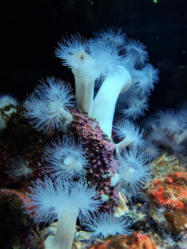 Taxonomy and nomenclature in the widespread and well-known sea anemone Metridium de Blainville, 1824