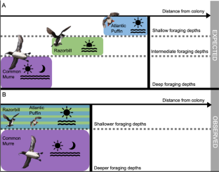 Multidimensional niche differentiation of chick-rearing sympatric auks in the Gulf of St. Lawrence