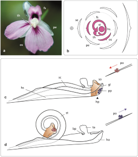 What keeps the style under tension? Experimental tests to understand the biomechanics of the explosive style movement in Marantaceae.