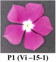 Assessment of combining ability for targeted traits in periwinkle (Catharanthus roseus (L.) G. Don) through diallel analysis