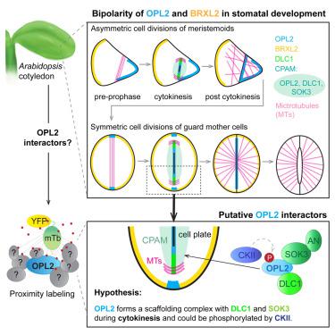 Spatially resolved proteomics of the Arabidopsis stomatal lineage identifies polarity complexes for cell divisions and stomatal pores.