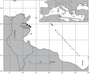 The Growth of Pomatomus saltatrix (Pomatomidae) from the Southeastern Coast of the Mediterranean Sea