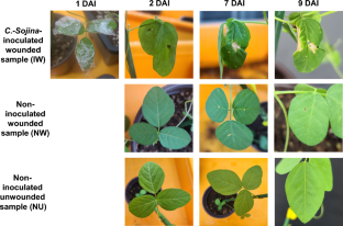 Transcriptome analysis of wild soybean (Glycine soja) in response to frogeye leaf spot caused by Cercospora sojina