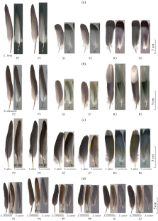 Macro- and Microstructural Features from the Feathers of Four Columbidae Species