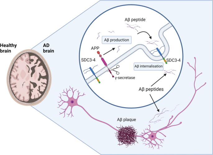 Exploring Heparan Sulfate Proteoglycans as Mediators of Human Mesenchymal Stem Cell Neurogenesis.