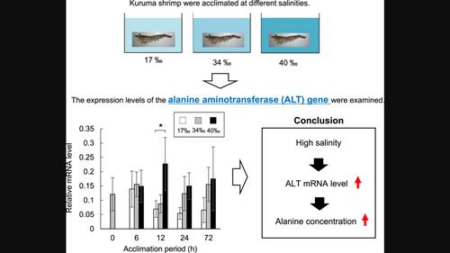 Cloning and expression profile of the alanine aminotransferase gene from kuruma shrimp Penaeus japonicus exposed to different salinities