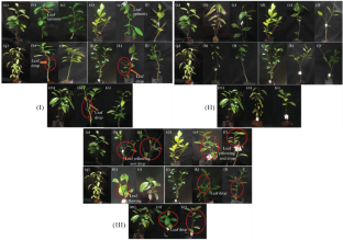 Low pH and Water Stress Induced Morpho-Physiological Response in Some Traditional Citrus Species of Assam, India