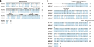 Establishment of an Agrobacterium-mediated genetic transformation and CRISPR/Cas9-mediated mutagenesis of haploid inducer genes in Pak-choi plants (Brassica rapa ssp. chinensis)