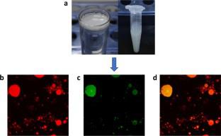 The Regulatory Mechanism of Salt-Induced Lipid Metabolism in Porcine biceps femoris Through Proteomic Analysis of Lipid Droplets