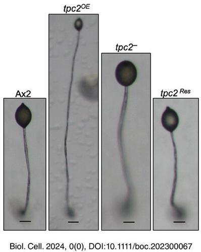 Deletion of Dictyostelium tpc2 gene forms multi-tipped structures, regulates autophagy and cell-type patterning